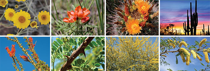 Trees and flowers in Tucson