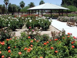 Gene C. Reid Park: Cele Peterson Rose Garden