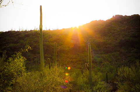 Tucson desert at sunrise or sunset, the sun just partly above a hill with sahuaros in the foreground