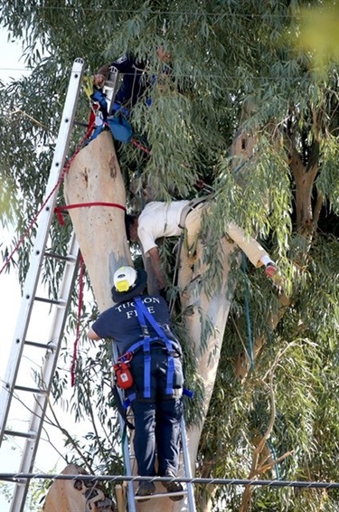 Tree rescue training
