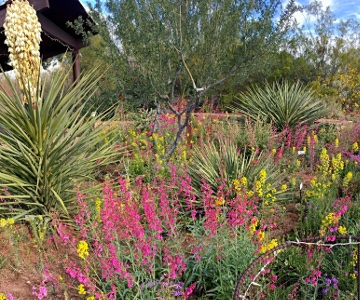 Tohono Chul Yucca Garden