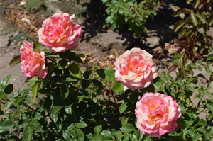 Gene C Reid roses