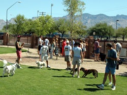 Dogs and owners in 6th Ave Dog Park
