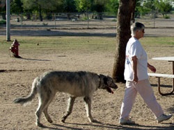 Off-leash dog in Columbus Park