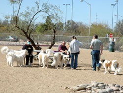 Meeting of dogs in Udall Park