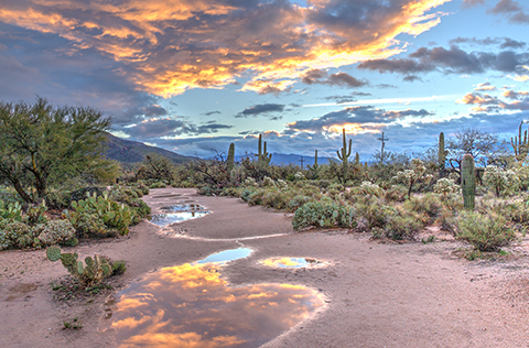 Tucson desert wash after a rain, the clouds orange and violet and reflected in puddles in the wash